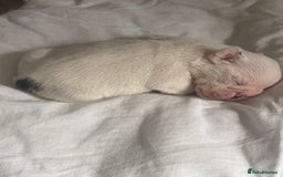 English Bulldog dogs for sale: 4 KC English Bulldog Puppies  - Image 4