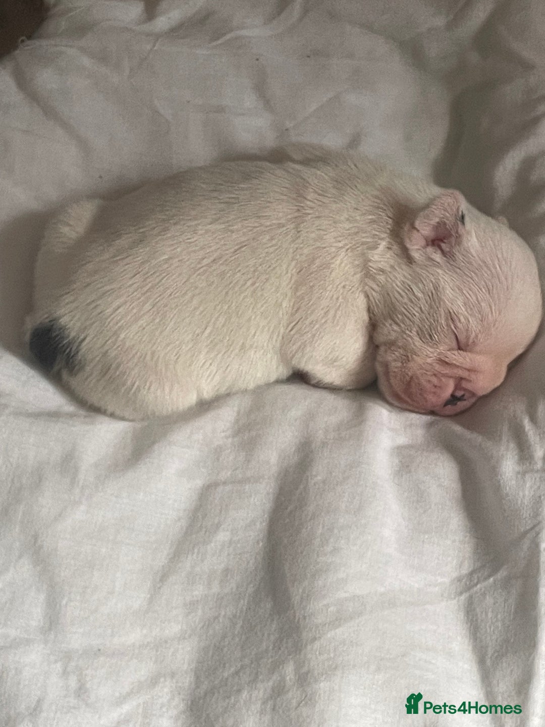 English Bulldog dogs for sale: 4 KC English Bulldog Puppies  - Image 4