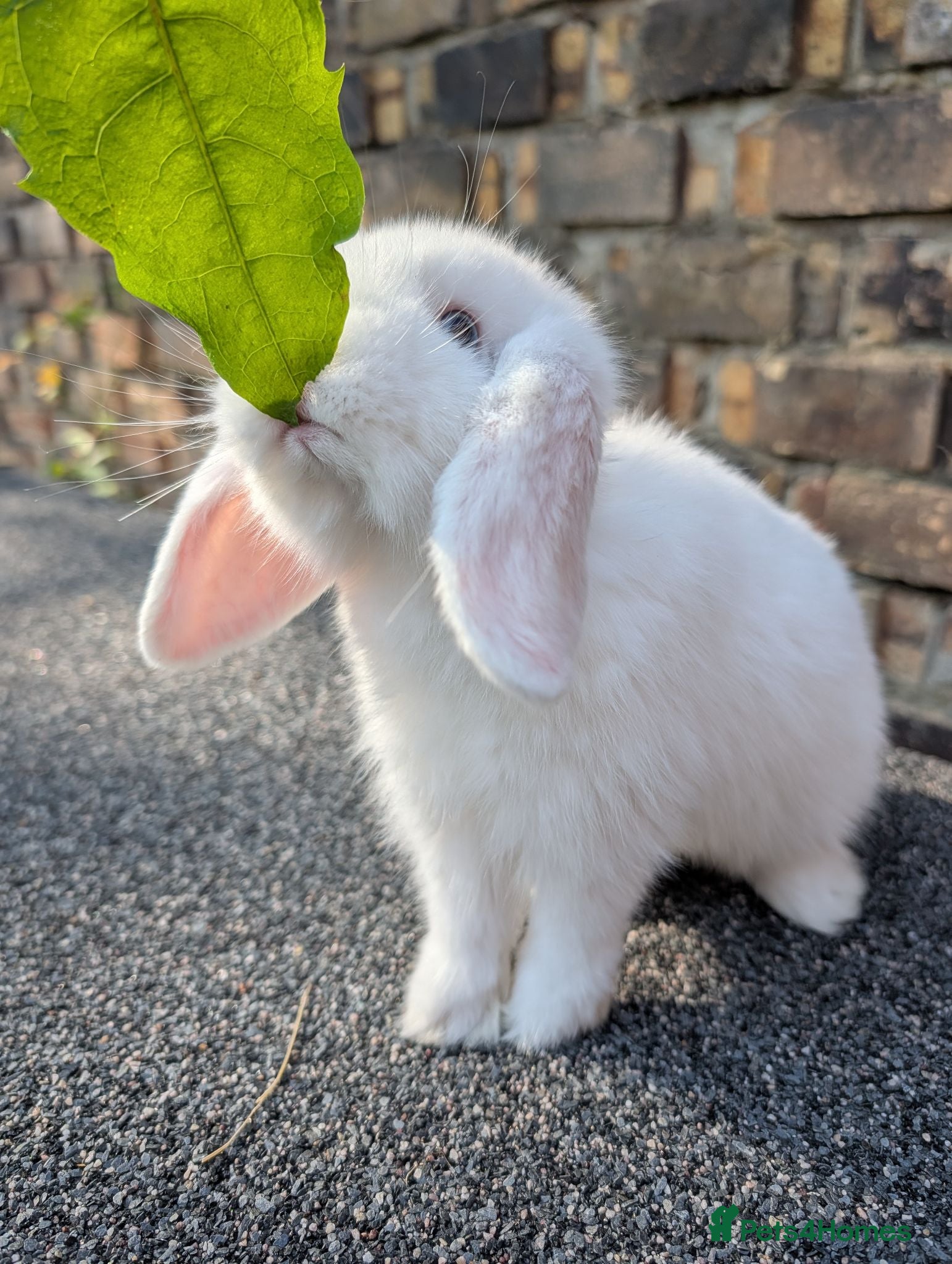 Mini Lop rabbits Mini lop babies looking for homes  - Advert 5