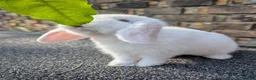 Mini Lop rabbits for sale: Mini lop babies looking for homes  - Advert 1