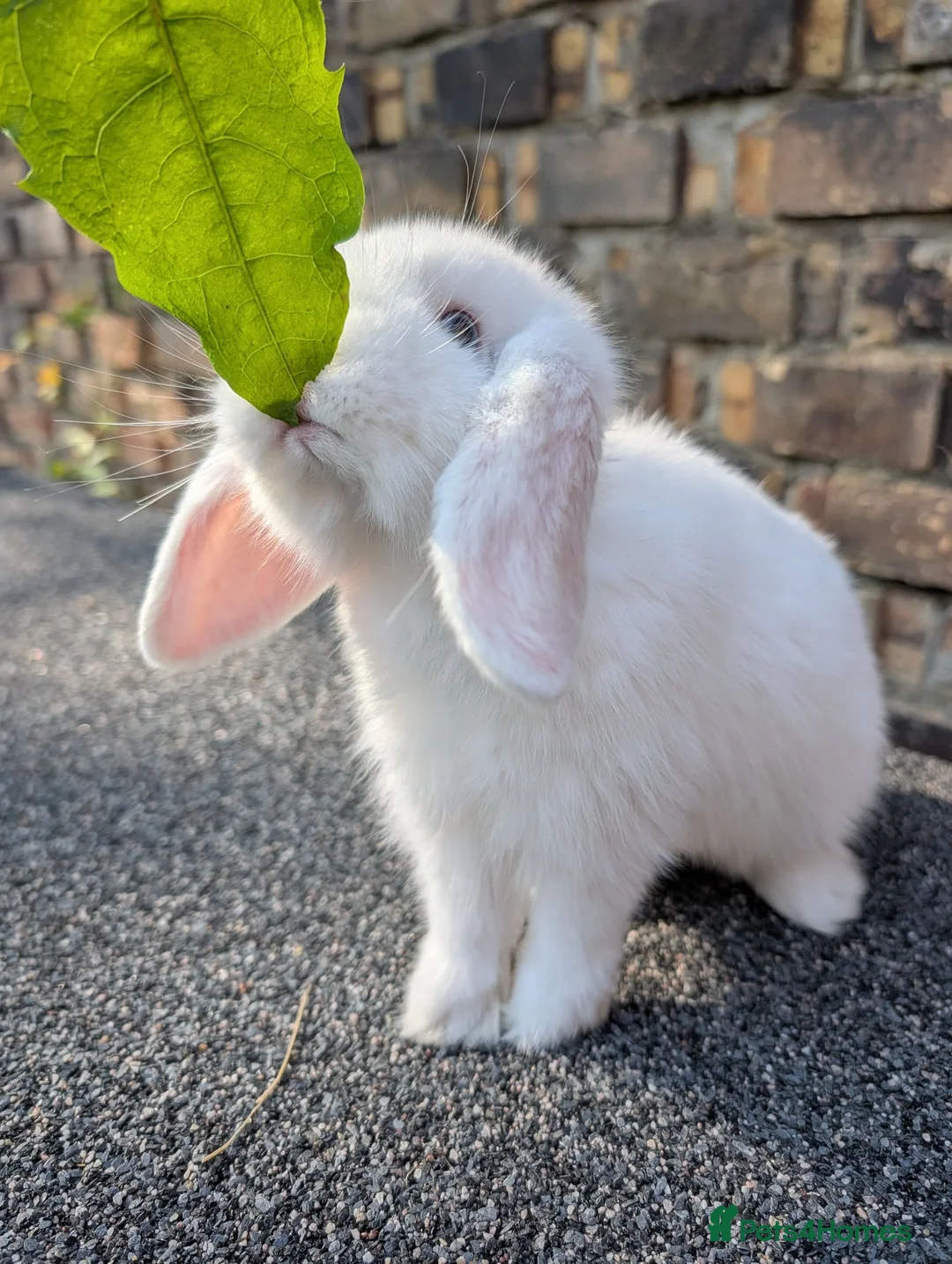 Mini Lop rabbits for sale: Mini lop babies looking for homes  - Advert 1