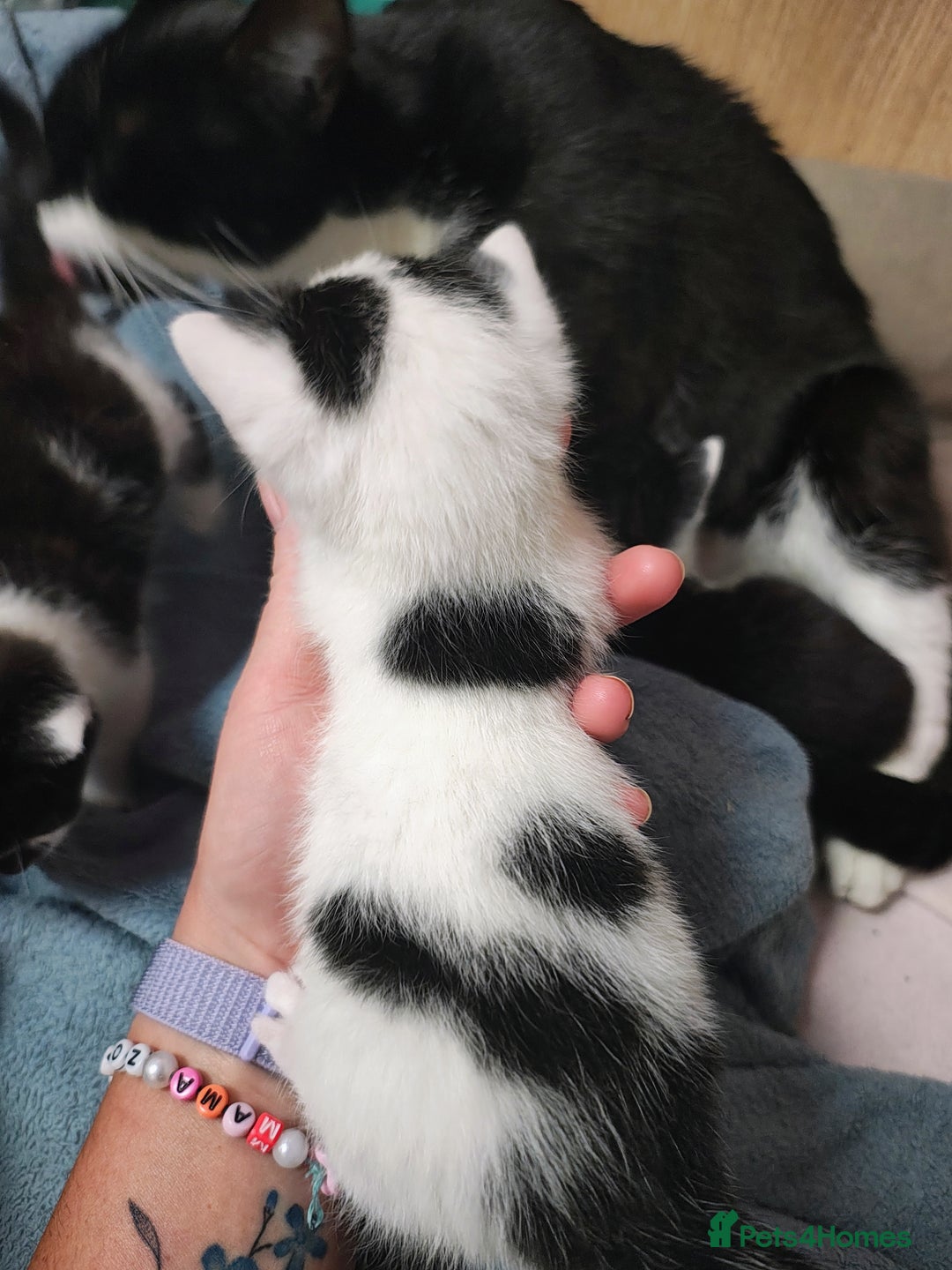 Mixed Breed cats for sale: 8 weeks old Kitten, Female - Image 7