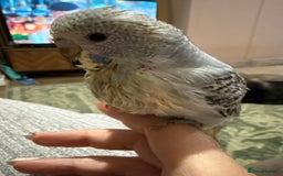 Budgerigars birds for sale: Hand reared Budgies’s  - Image 3