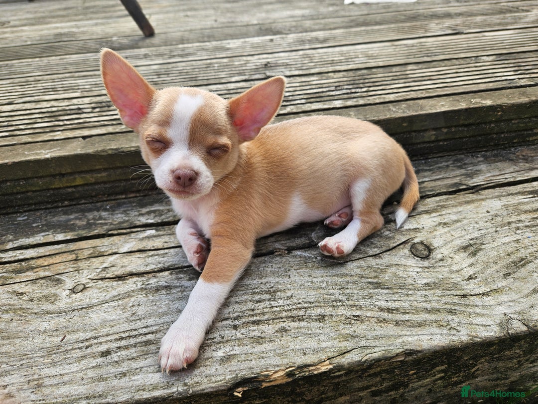 Chihuahua dogs for sale: 2 pure breed male chihuahua ready to leave - Image 9