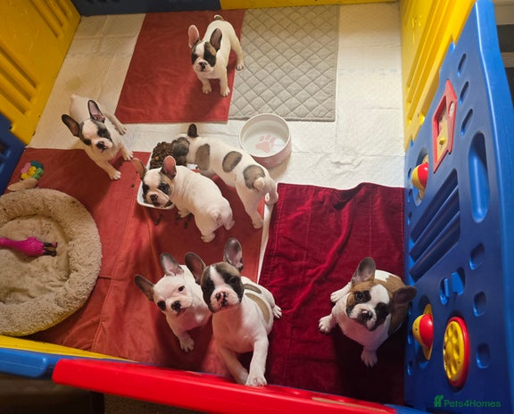 French Bulldog dogs - Advert 4