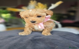 Maltipoo dogs for sale: LAST 🩷 BOY  looking forever home 🏡 😍  - Image 4