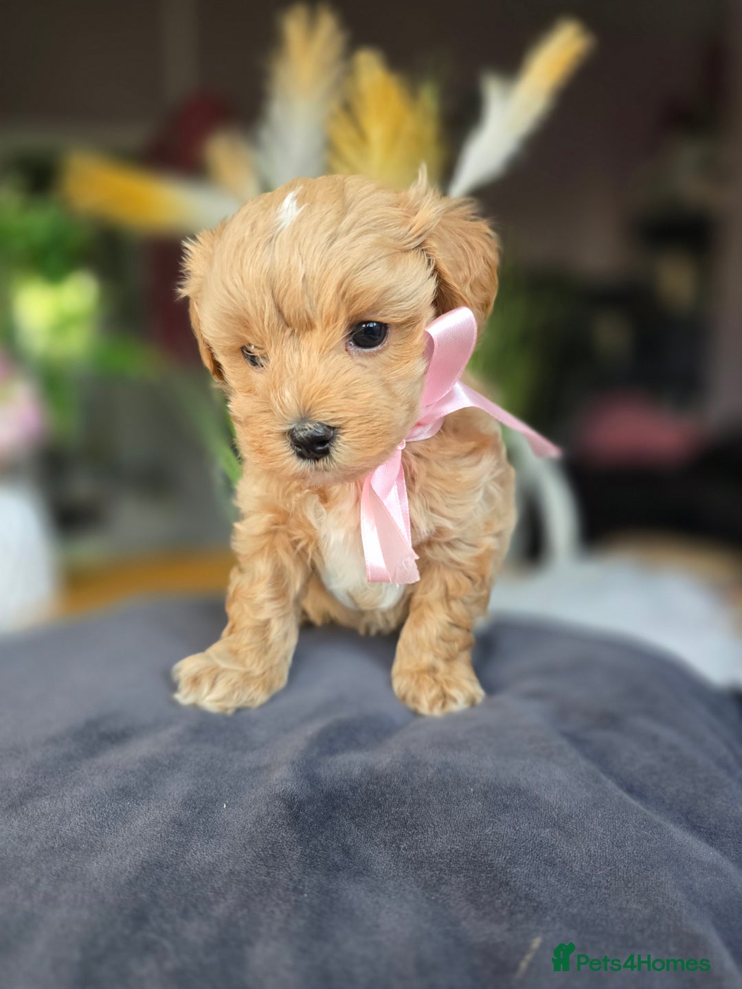 Maltipoo dogs for sale: LAST 🩷 BOY  looking forever home 🏡 😍  - Image 4