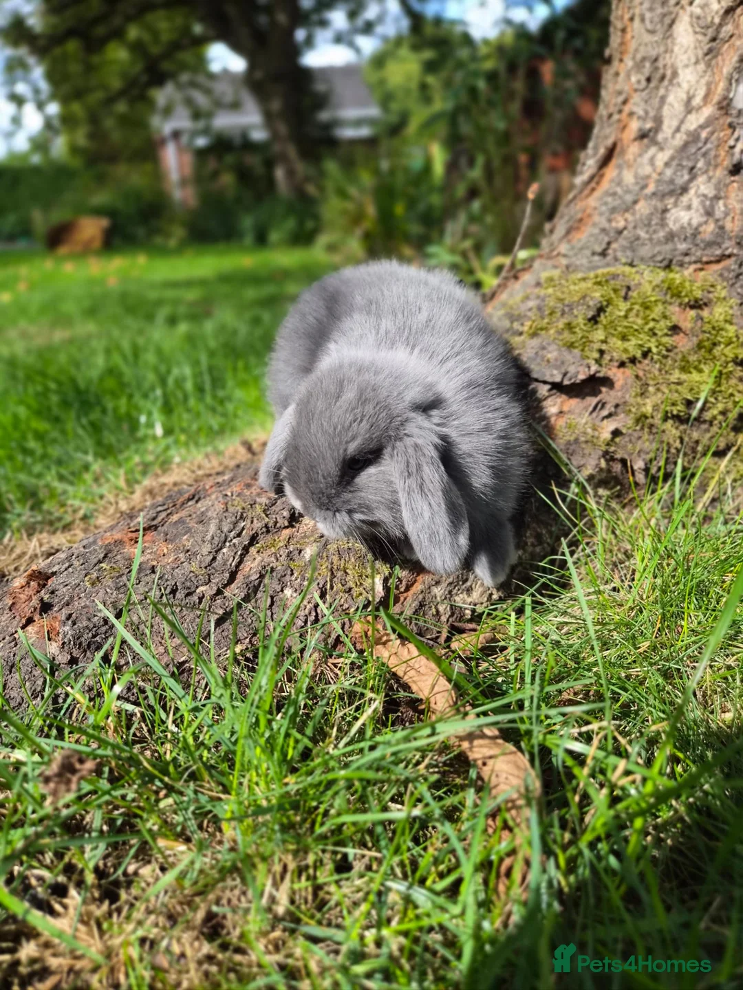 Mini Lop rabbits for sale: Two Beautiful Boy Mini Lop Rabbits - Advert 2