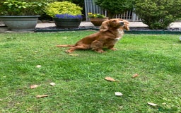 Cocker Spaniel dogs for sale: KC Reg. Cocker Spaniel - Image 5