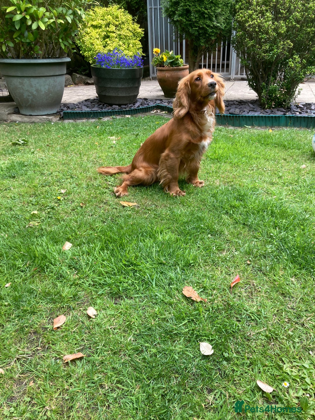 Cocker Spaniel dogs for sale: KC Reg. Cocker Spaniel - Image 5