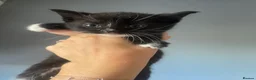 Mixed Breed cats for sale: 4 mixed kittens  - Advert 4