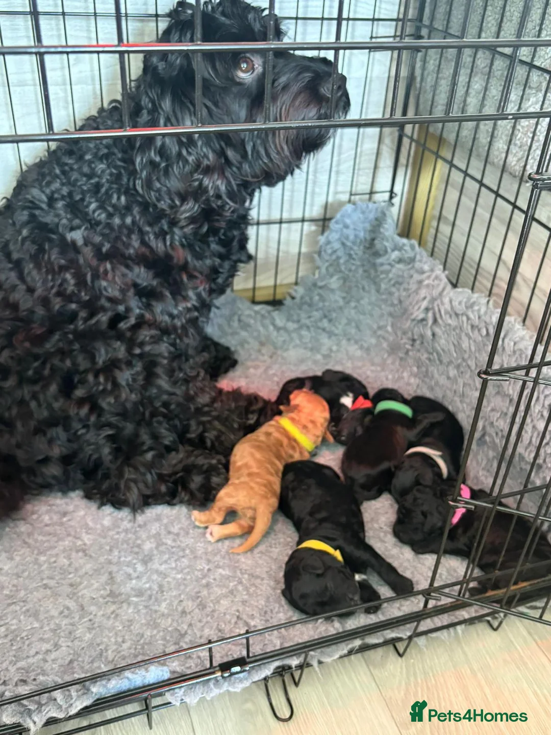 Toy Poodle dogs for stud: 🏆PROVEN🏆sable miniature poodle health tested in Havant - Advert 34