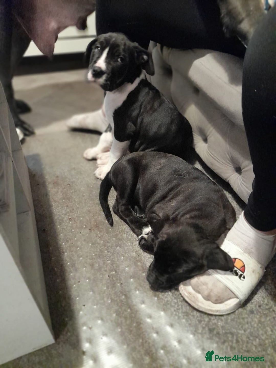 Mixed Breed dogs for sale: Cane corso puppys - Advert 1