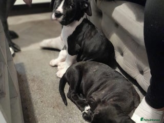 Mixed Breed dogs Cane corso puppys - Advert 17