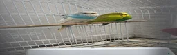 Budgerigars birds for sale: 3 budgies  in Bradford - Advert 4