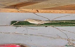 Finches birds for sale: Redpoll finches - Image 2