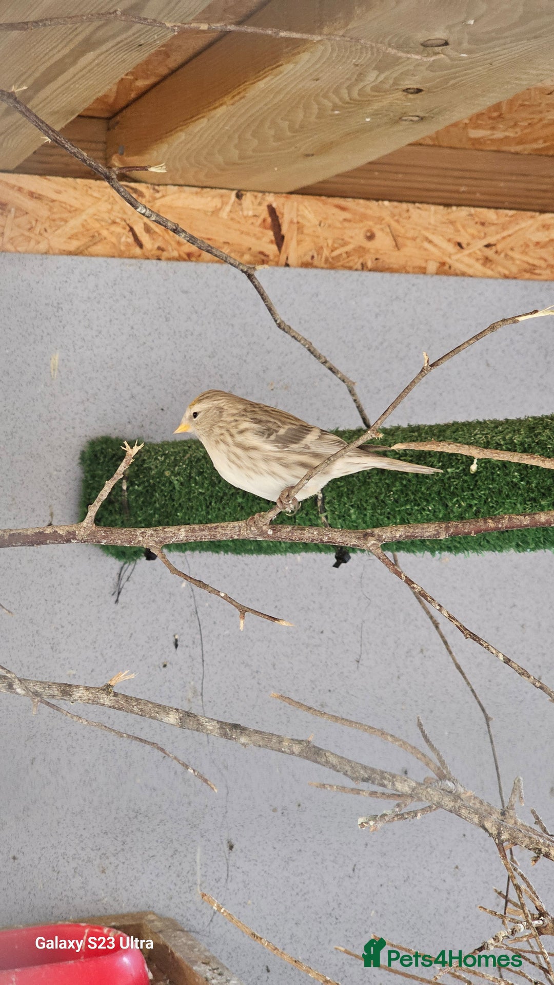 Finches birds for sale: Redpoll finches - Image 2