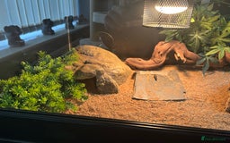 Bearded Dragon reptiles for sale: Bearded dragon  - Image 8