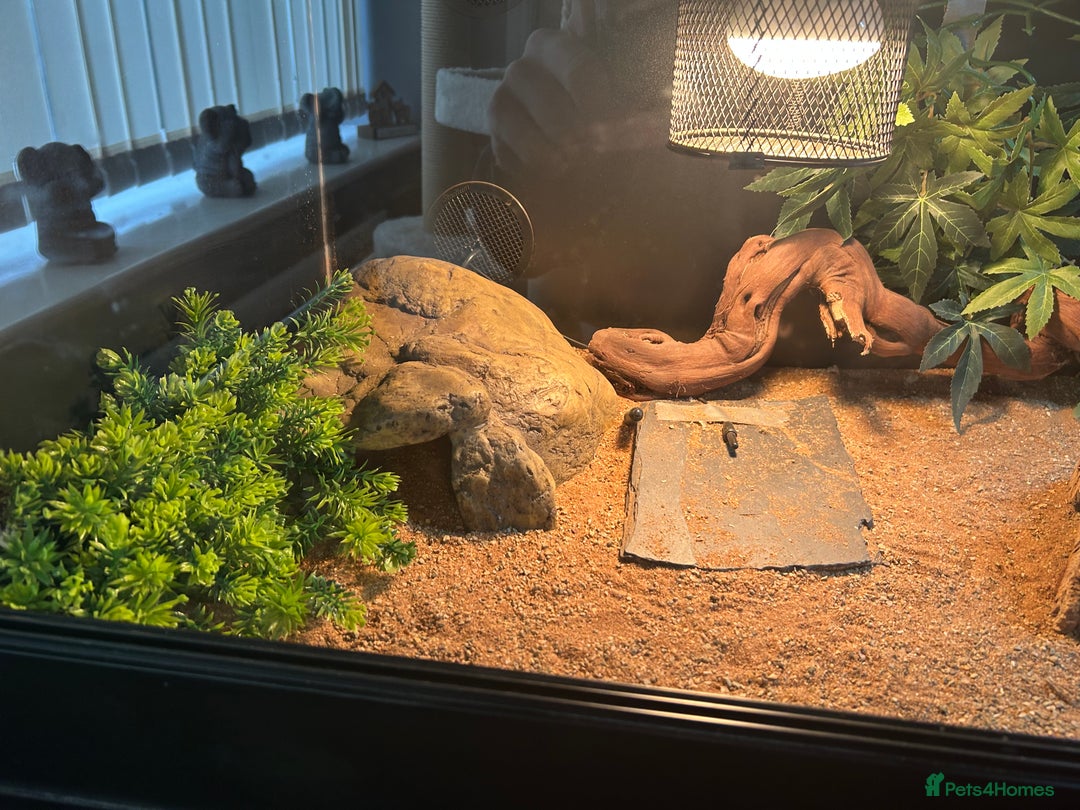 Bearded Dragon reptiles for sale: Bearded dragon  - Image 8