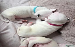 English Bull Terrier dogs for sale: Adorable English Bull Terrier Puppies - Image 11
