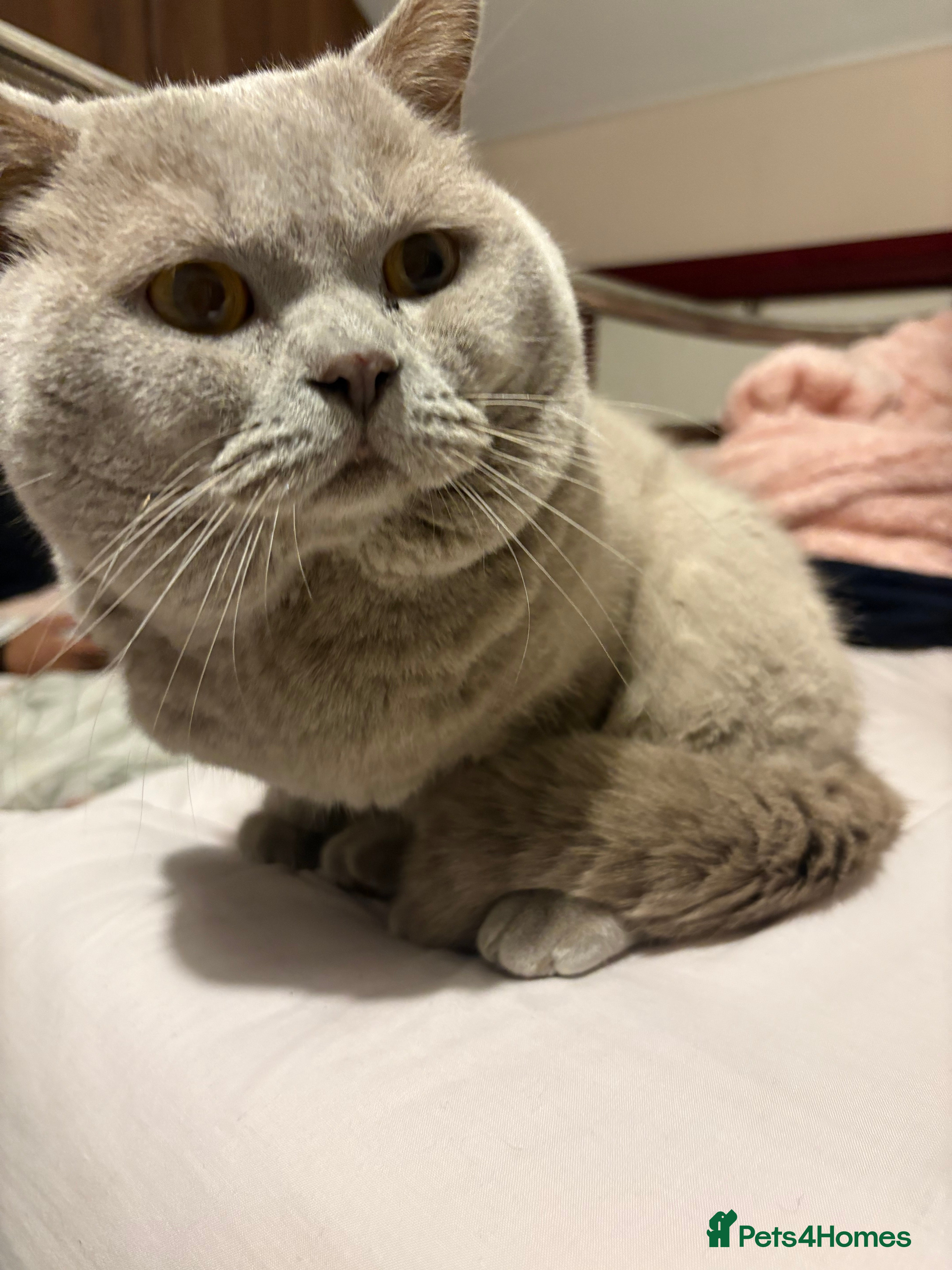 British Shorthair cats Male British shorthair  - Advert 1