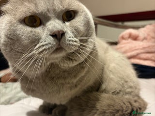 British Shorthair cats Male British shorthair - Advert 5