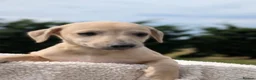 Whippet dogs for sale: Stunning whippet puppies  - Advert 5