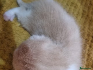 British Longhair cats - Advert 33