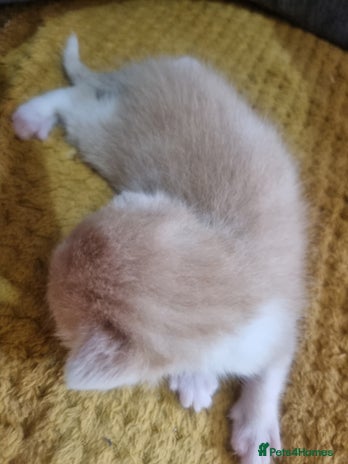 British Longhair cats - Advert 2