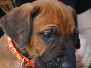 Rhodesian Ridgeback dogs OUR GENUINE AFRICAN KC IMPORTED RHODESIAN'S - Advert 3
