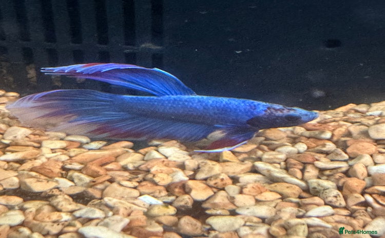 Bettas fish - Advert 1
