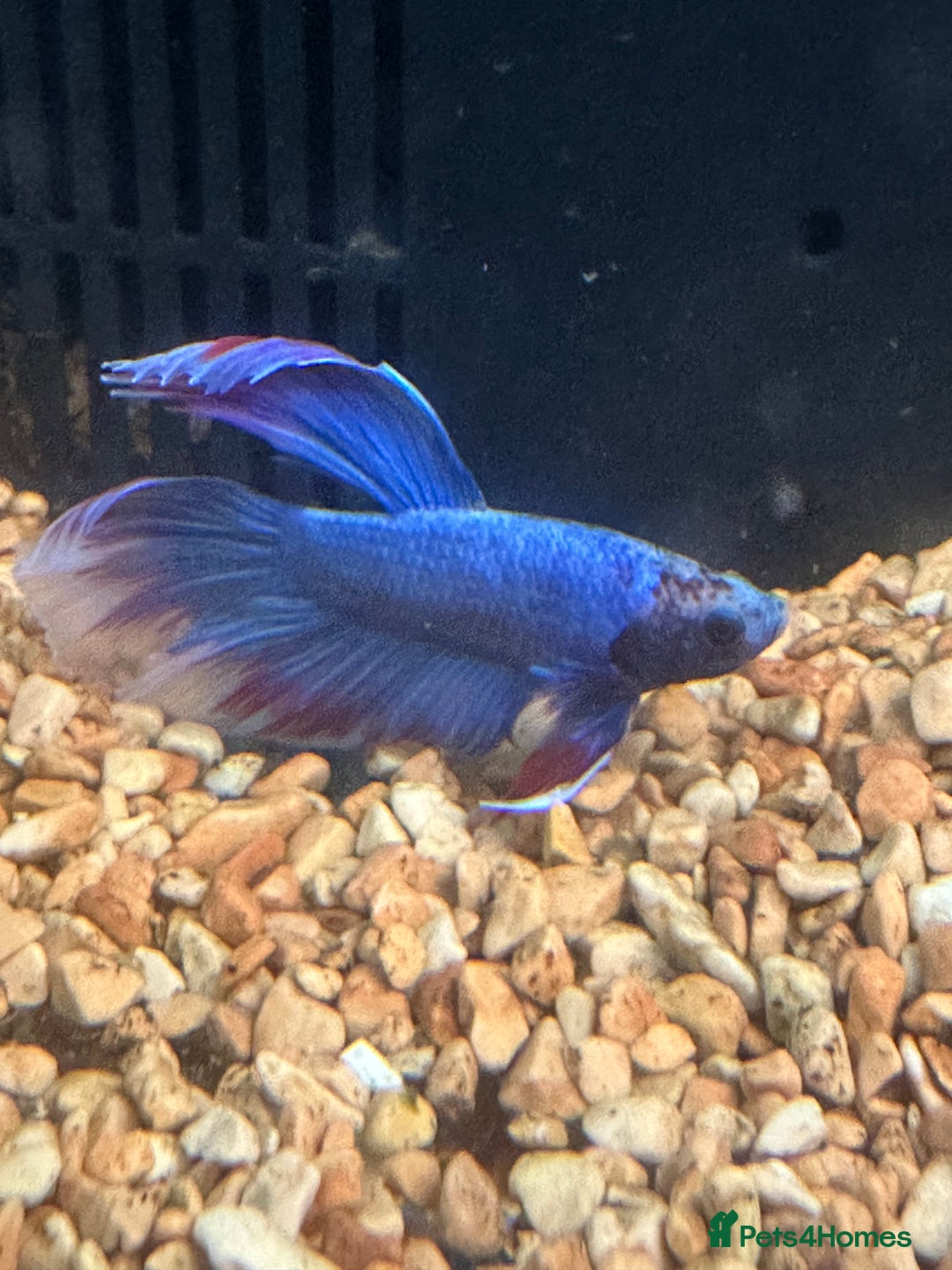 Bettas fish for sale: Betta fish seeking homes  - Image 1