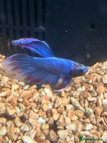 Bettas fish - Advert 1