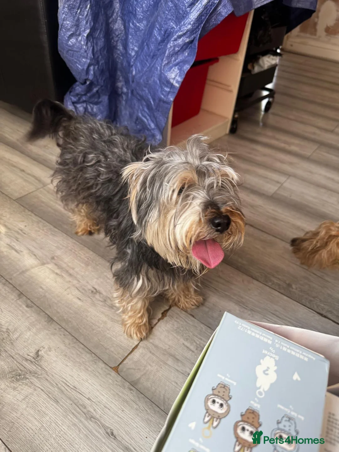 Mixed Breed dogs for sale: Potato Mix Breed 7 Years old,New Home Needed - Advert 2