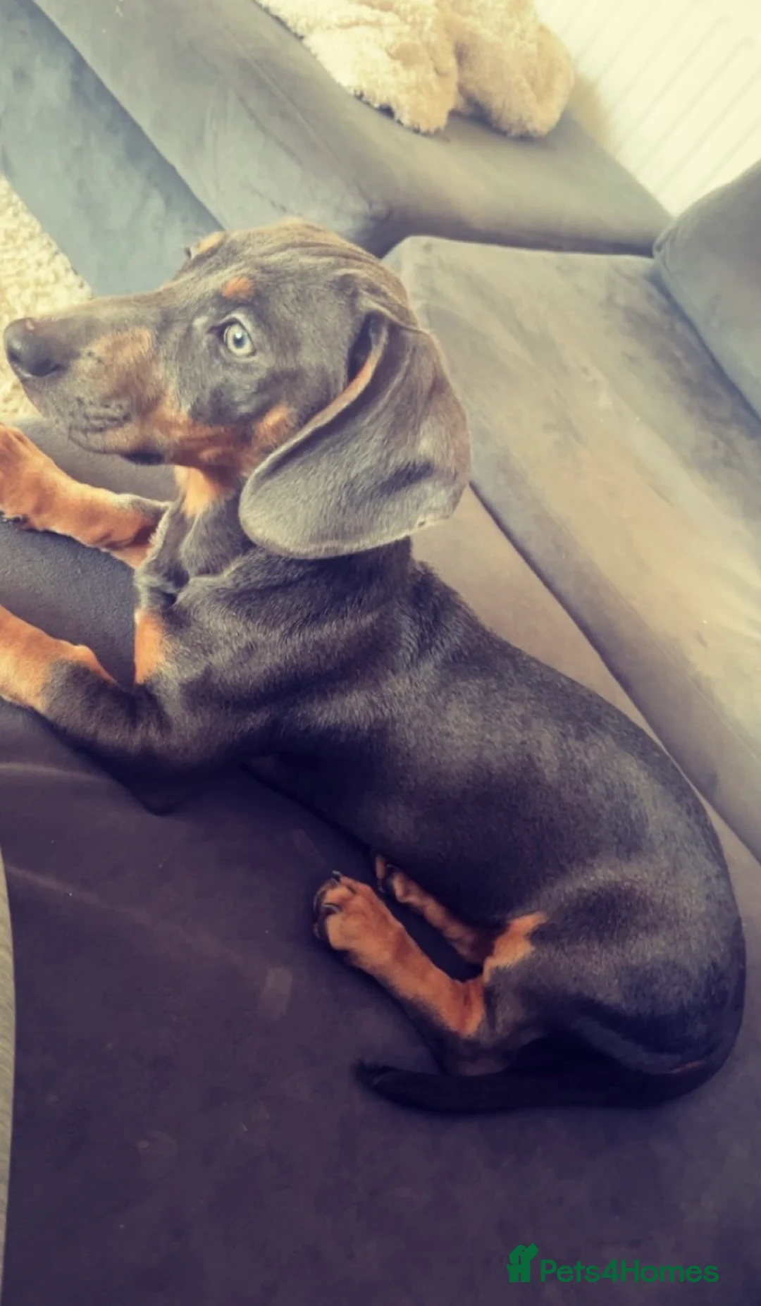Dachshund dogs for sale: Sausage dog Blu  - Advert 1