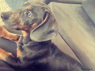 Dachshund dogs Sausage dog Blu - Advert 1