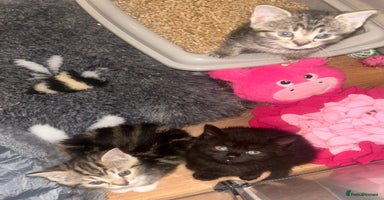 Mixed Breed cats - Advert 9