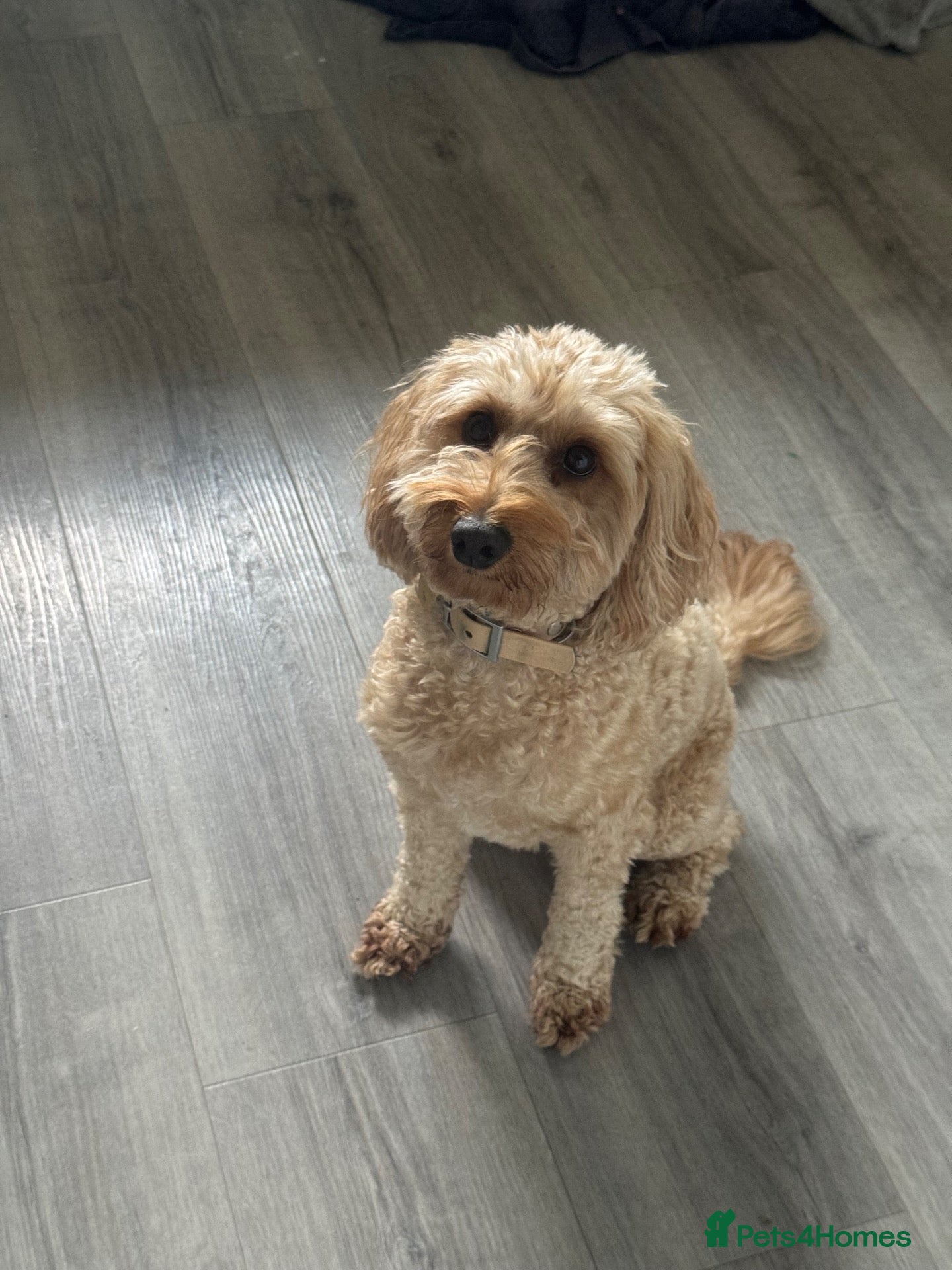 Cockapoo dogs Loving 3-year-old Cockapoo seeking experience home - Advert 1