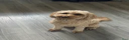 Cockapoo dogs for sale: Loving 3-year-old Cockapoo seeking forever home - Advert 1