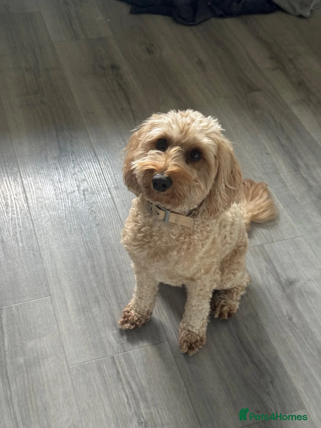 Cockapoo dogs for sale: Loving 3-year-old Cockapoo seeking forever home - Advert 1