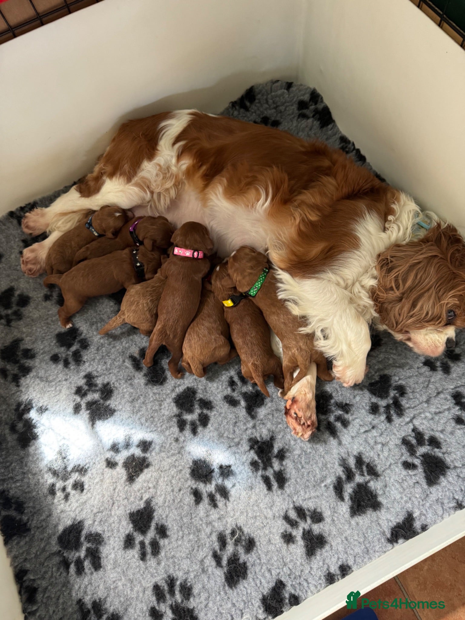 Cavapoo dogs F1 Red Toy Cavapoo Puppies 5* home bred DNA  - Advert 1