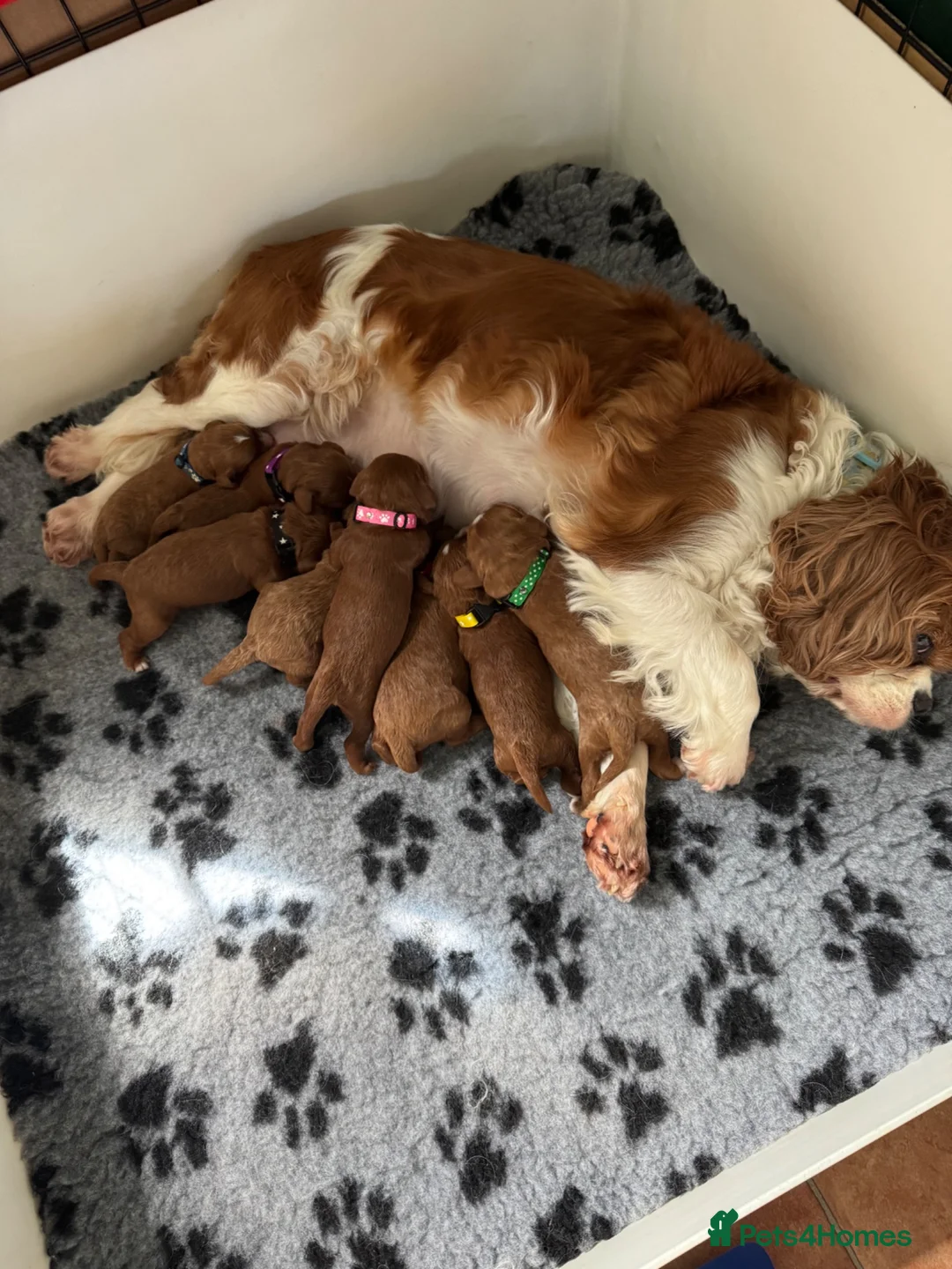 Cavapoo dogs for sale: F1 Red Toy Cavapoo Puppies 5* home bred DNA  - Advert 1
