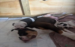 Olde English Bulldogge dogs for sale: Last 2 baby girls left  - Image 13