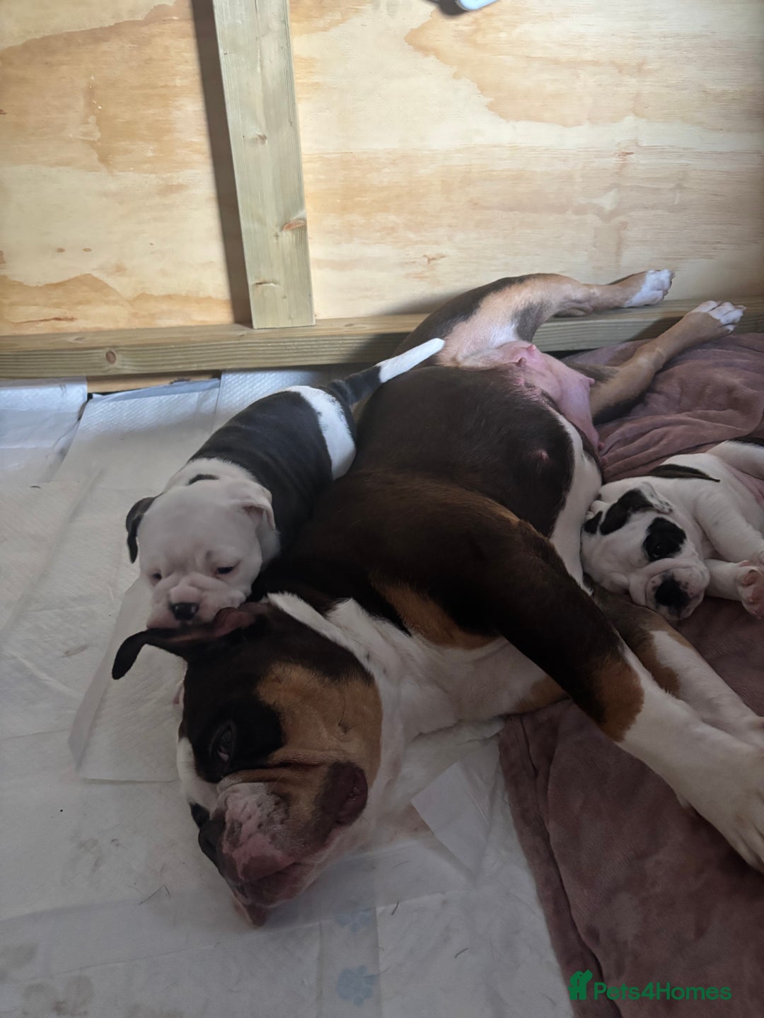 Olde English Bulldogge dogs for sale: Last 2 baby girls left  - Image 13