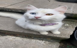 Domestic Shorthair cats for sale: 4 kittens for sale - Image 5