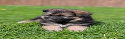 German Shepherd dogs for sale: KC Registered German Shepherd Puppies 🐾  - Advert 6