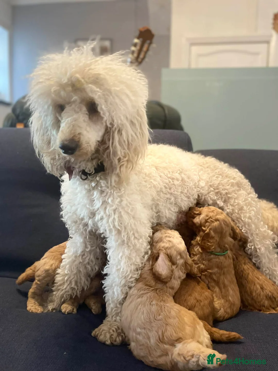Miniature Poodle dogs for sale: 🐩KC-registered Miniature Poodles Raised with care - Advert 1