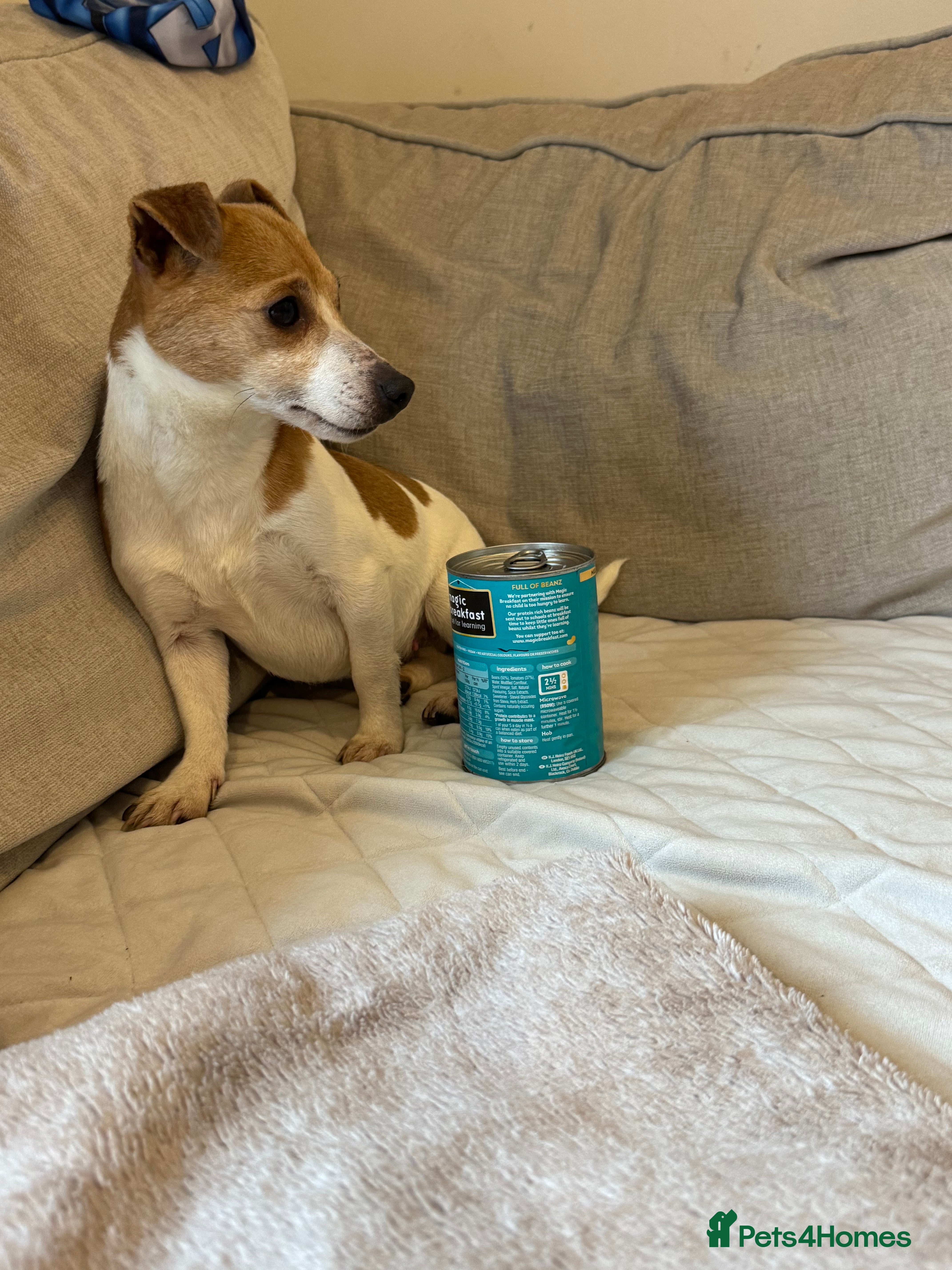 Jack Russell dogs Jack russel - Advert 1