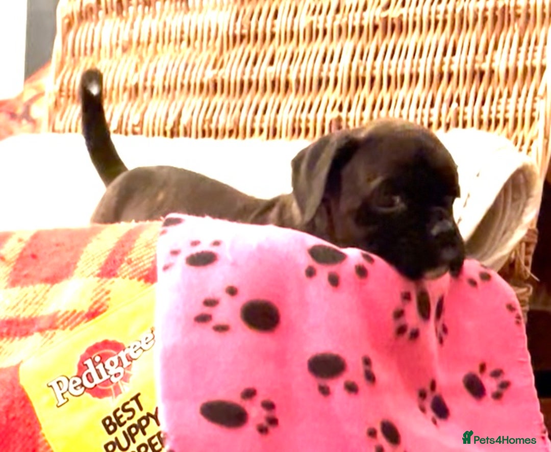 Boxer dogs for sale: adorable boxer puppies  - Advert 22