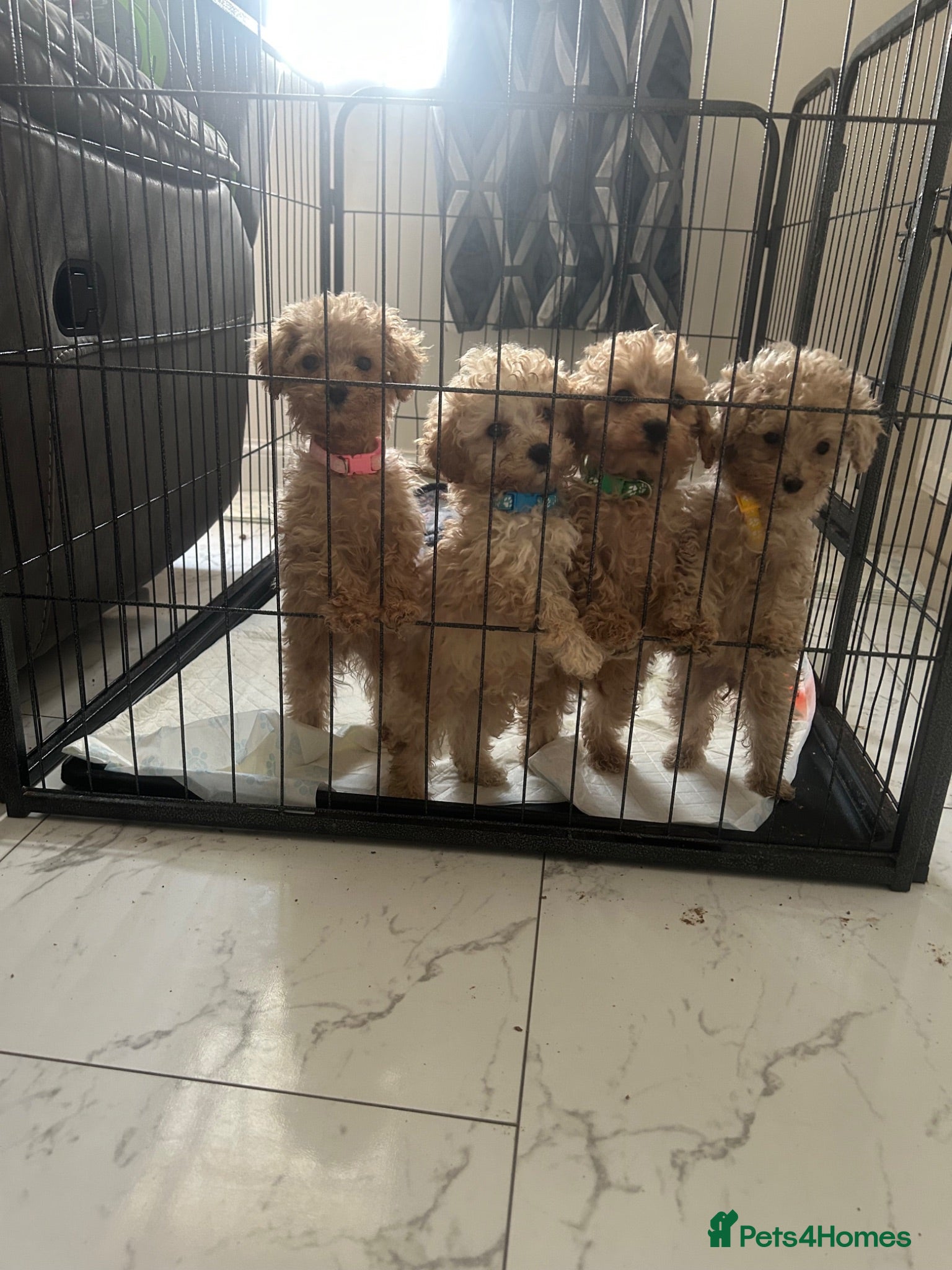 Toy Poodle dogs Beautiful KC registered Toy Poodle Puppies 💛 - Advert 2